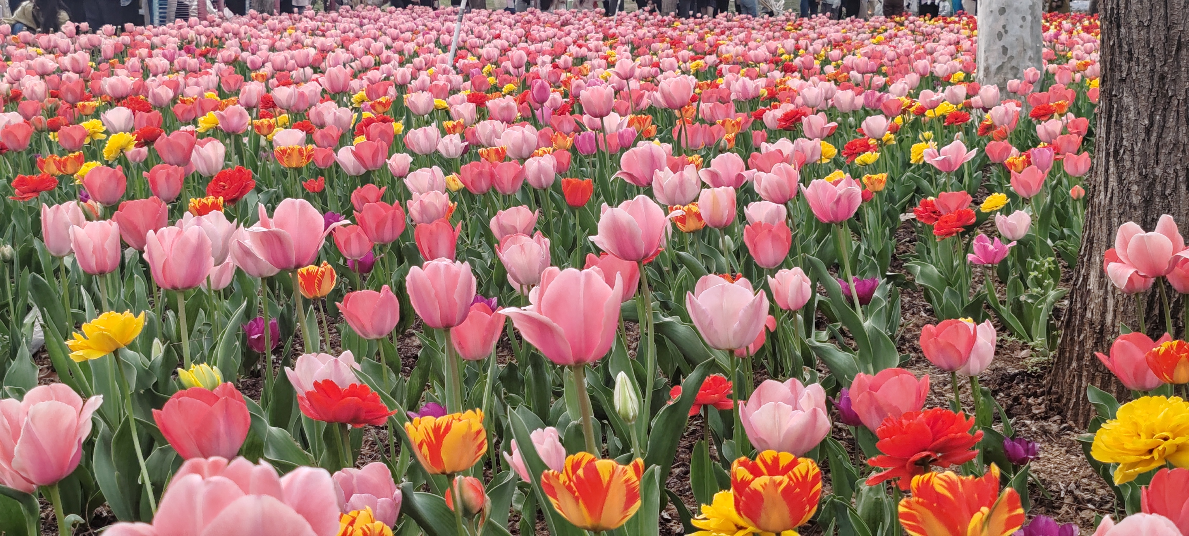 郁金香🌷🌷🌷🌷🌷🌷