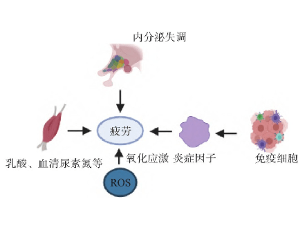 你为什么会感到疲劳，疲劳的机制是什么呢？