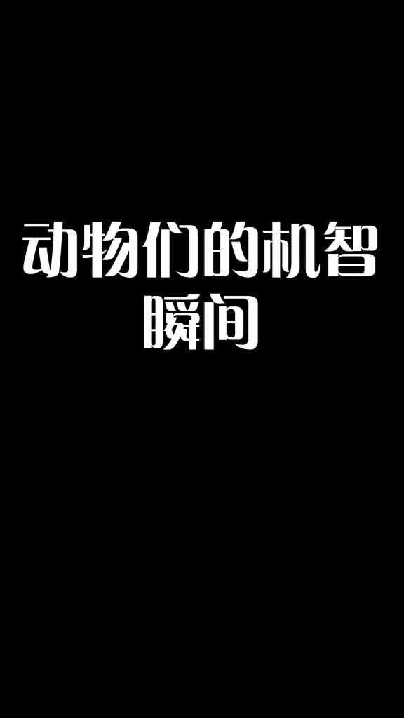 动物们的机智瞬间 动物成精 惊不惊喜意不意外