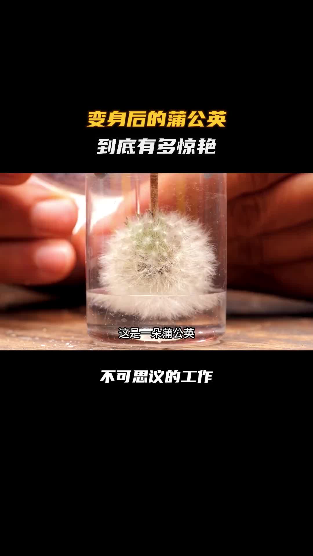 蒲公英做的耳环竟然这么漂亮！科普 涨知识 纪录片充电计划 变废为宝 手工diy