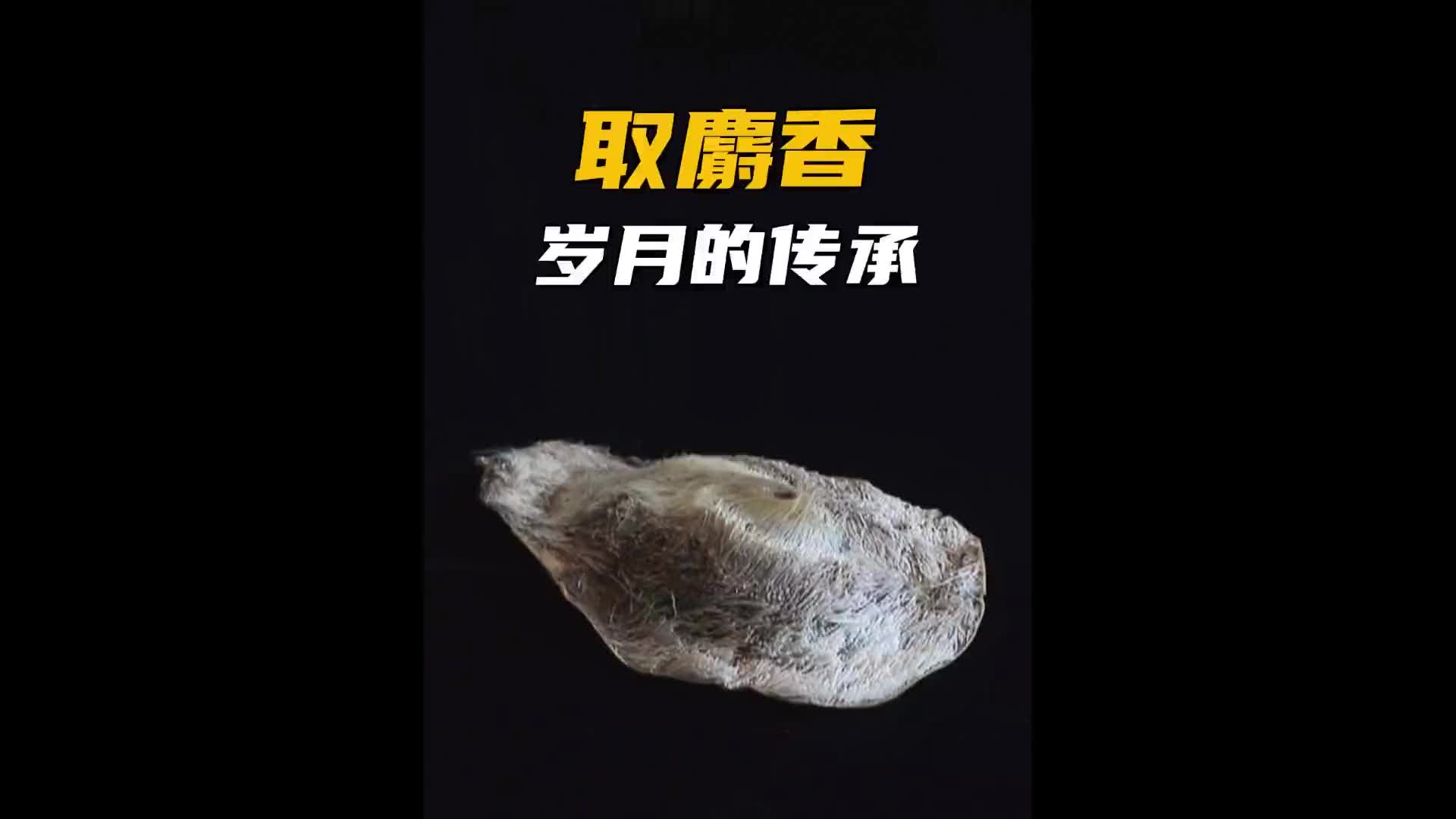 如何用飞针取人工养殖林麝的麝香！传统手艺 涨知识 纪录片充电计划 传承 麝香