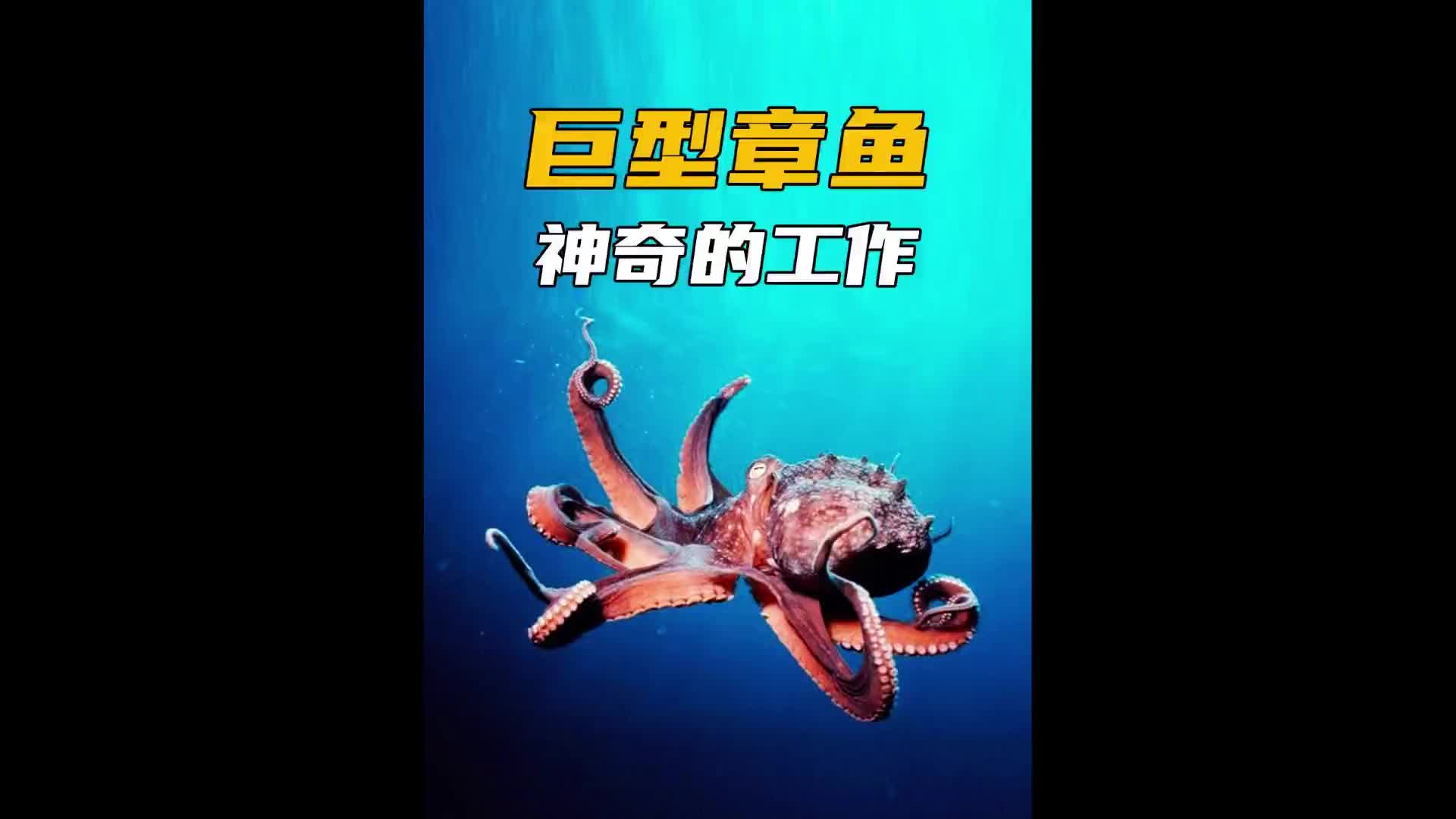 巨型章鱼“水蛸”的捕捞过程！海洋生物 纪录片充电计划 捕鱼 章鱼