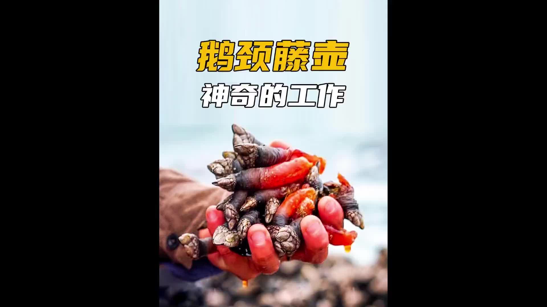 不可思议的鹅颈藤壶采摘工作！涨知识 科普 纪录片充电计划 鹅颈藤壶