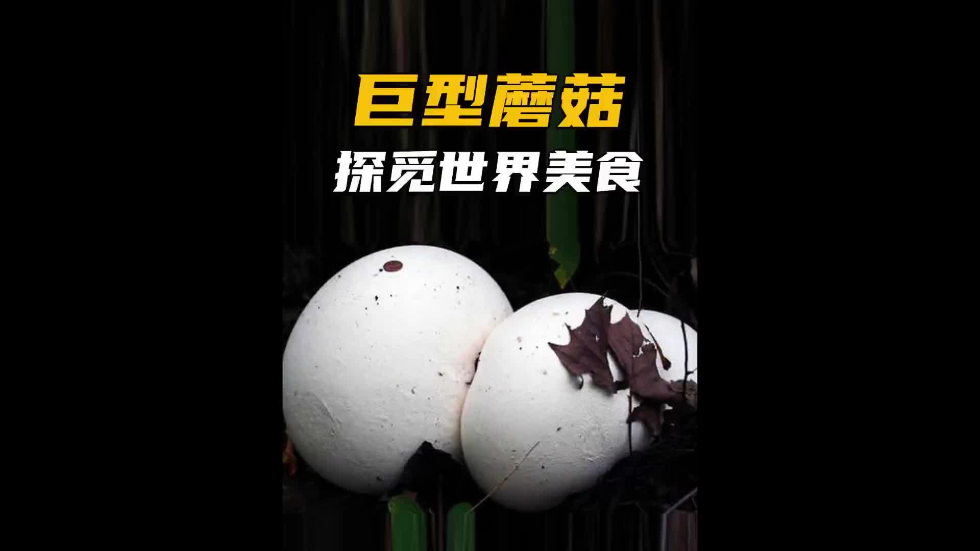 这个“大白馒头”自然界的“烟雾弹”！涨知识 纪录片充电计划 蘑菇 大秃马勃