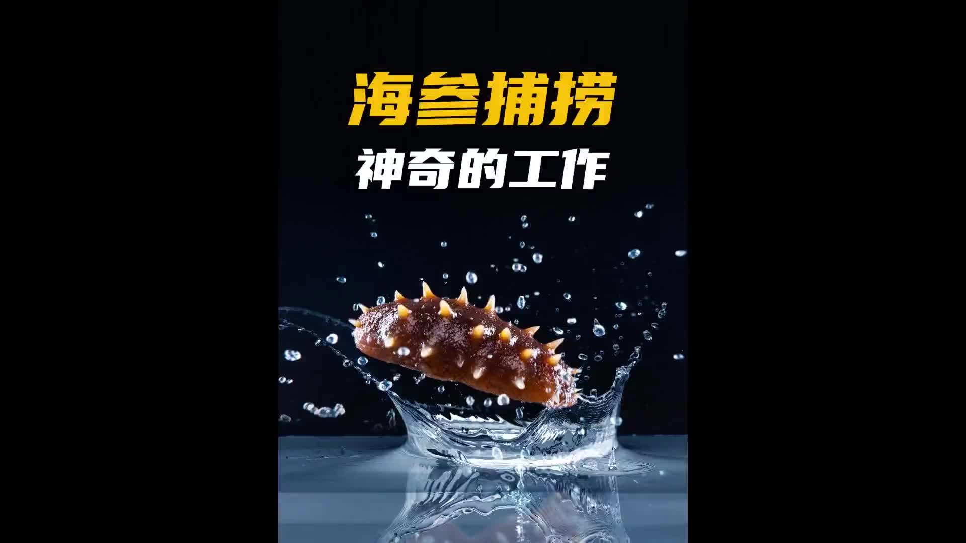 每天不停的跳海，回来后腰就会胖一圈！涨知识 科普 纪录片充电计划 海参