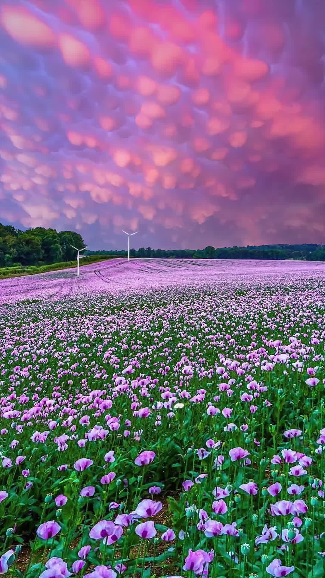  所有温柔浪漫的情景，我只想分享给你