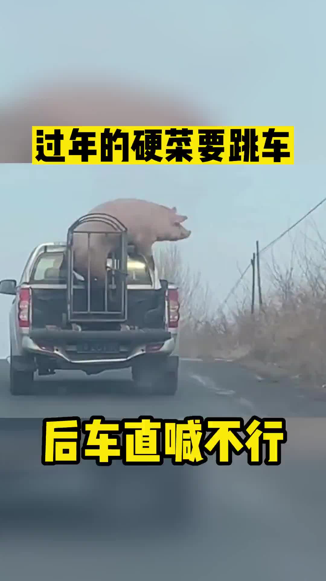 过年的＂硬菜＂要跳车！这哪儿行啊？不行不行！