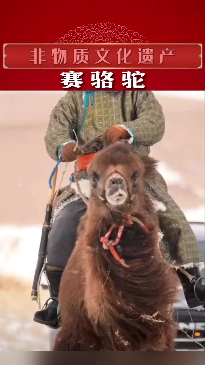 赛骆驼 第一回见骆驼这样跑，好萌啊.非遗 蒙古文化 骆驼比赛 骆驼