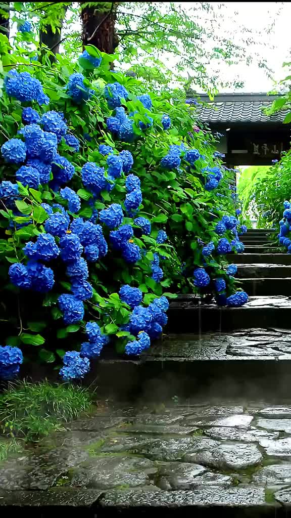 雨中花，花中雨，倚楼听风醉花雨，相思眷恋起