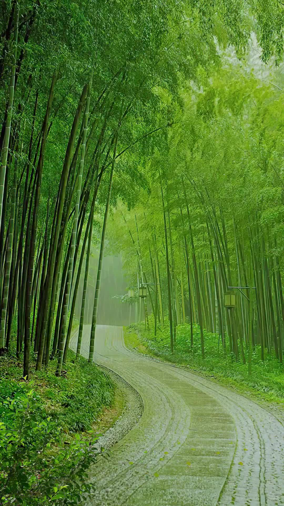 竹海惹了细雨，浓墨惹了相思。竹林听雨，品一种静，享一时闲暇，得一片悠然清绝...