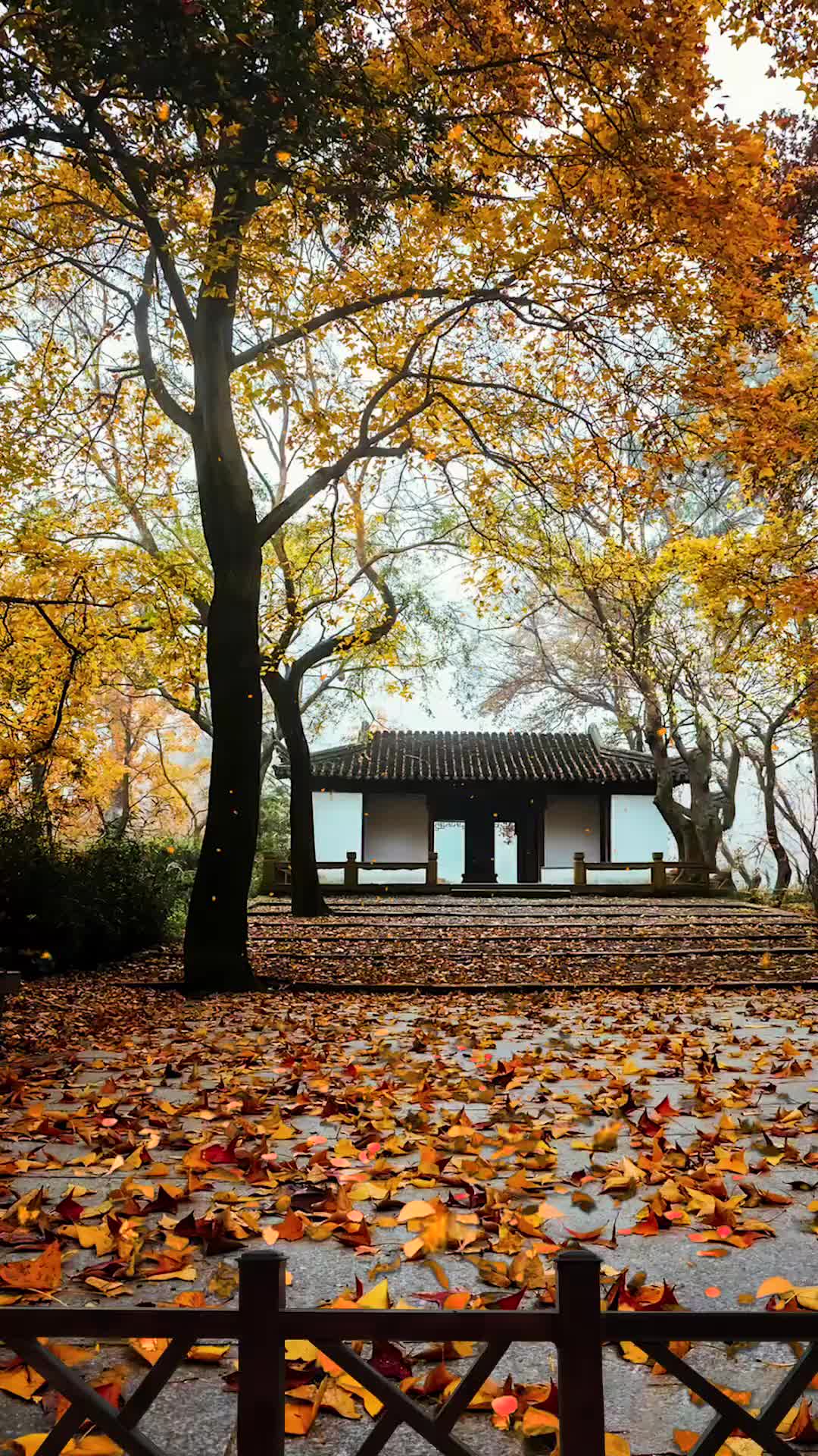 风吹雨过秋叶落, 人生难免几回错。 叶落成殇花尽哀, 时光已过终不惑。