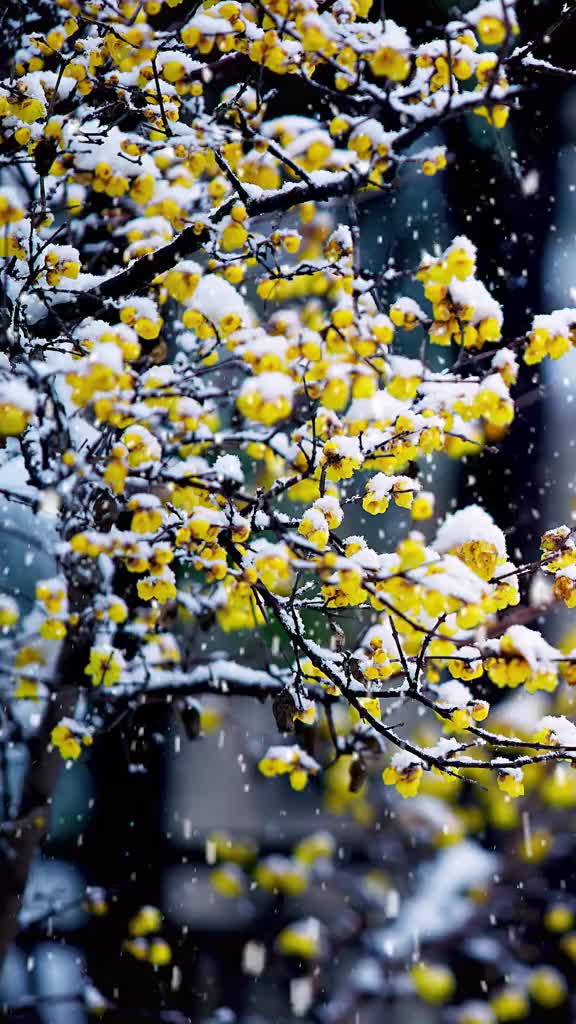 两处相思同淋雪，此生也算共白头