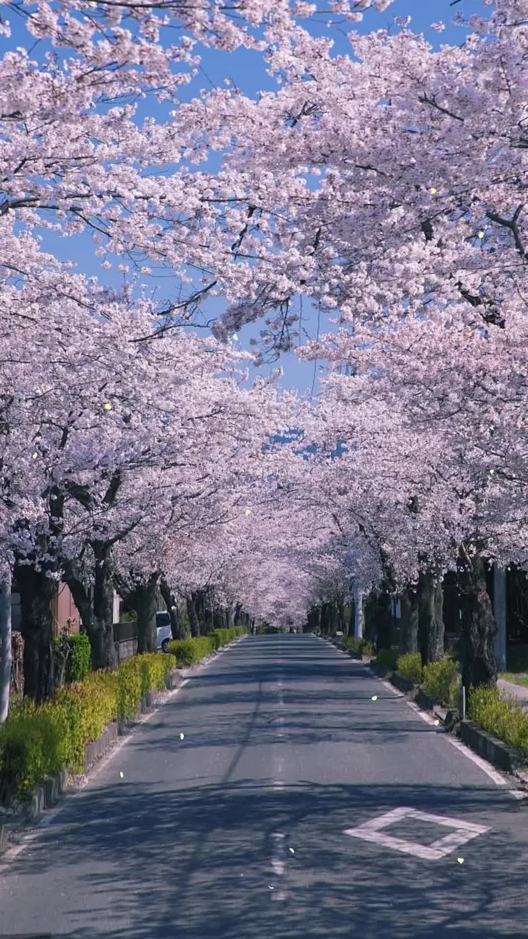 花海的树