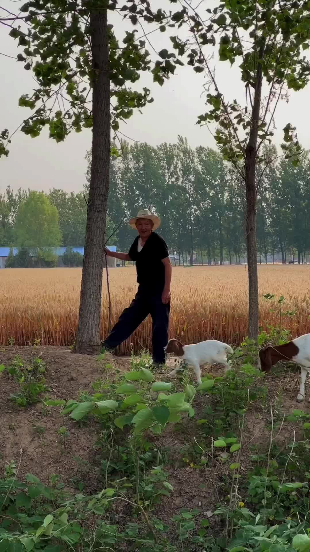 “空有人间自由身、却非人间自由人。万般思绪上心头，唯有一笑解千愁