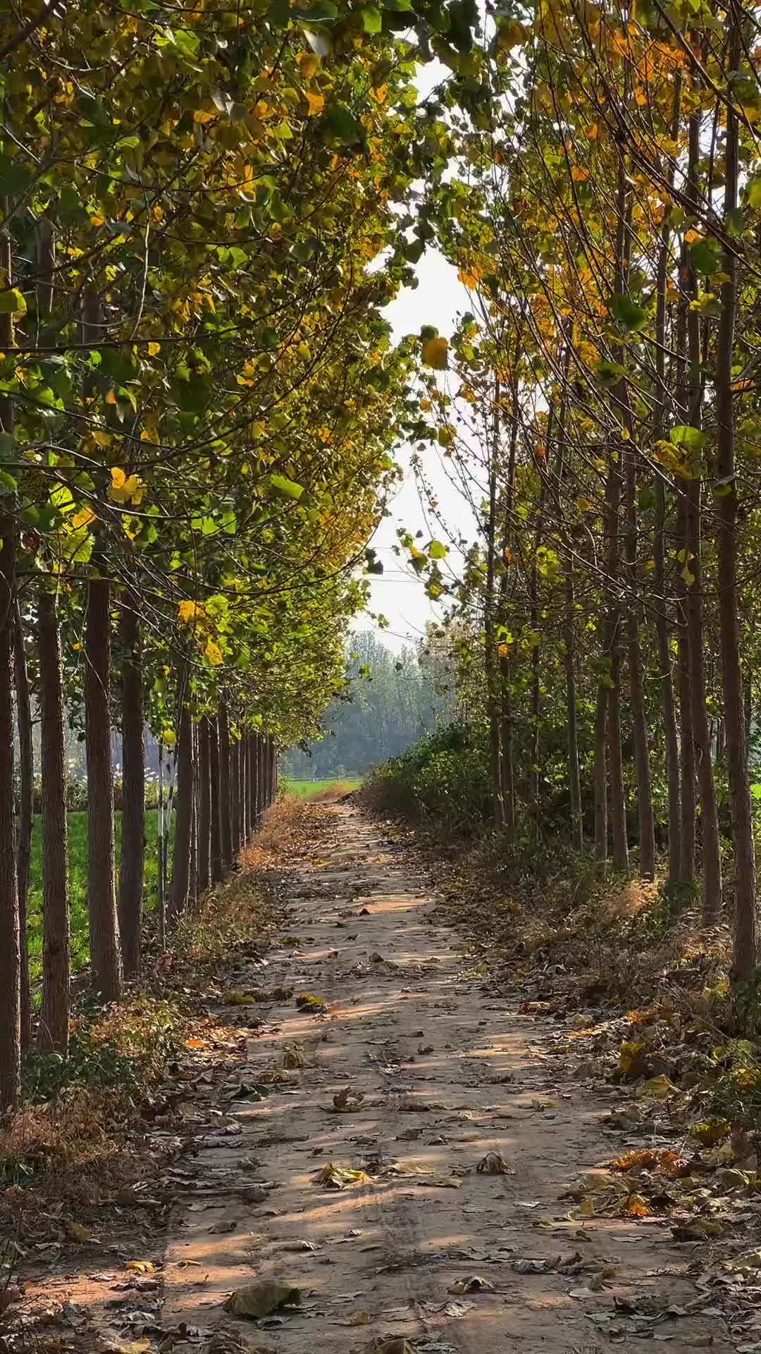 “四季轮转，好多人替代了好多人，年复一年，好多人忘了好多人