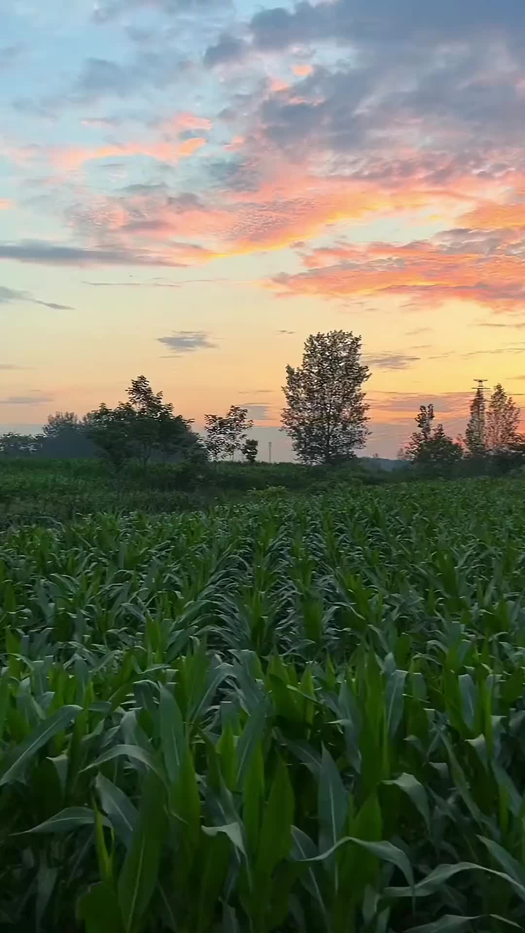 大家还记得《火烧云》这篇课文吗？我们有多少年没有和家人一起，安安静静的看看天空上的火烧云了