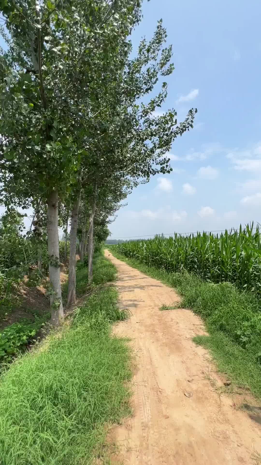 好像又回到了2018年的那个夏天，那个夏天除了热什么都好。