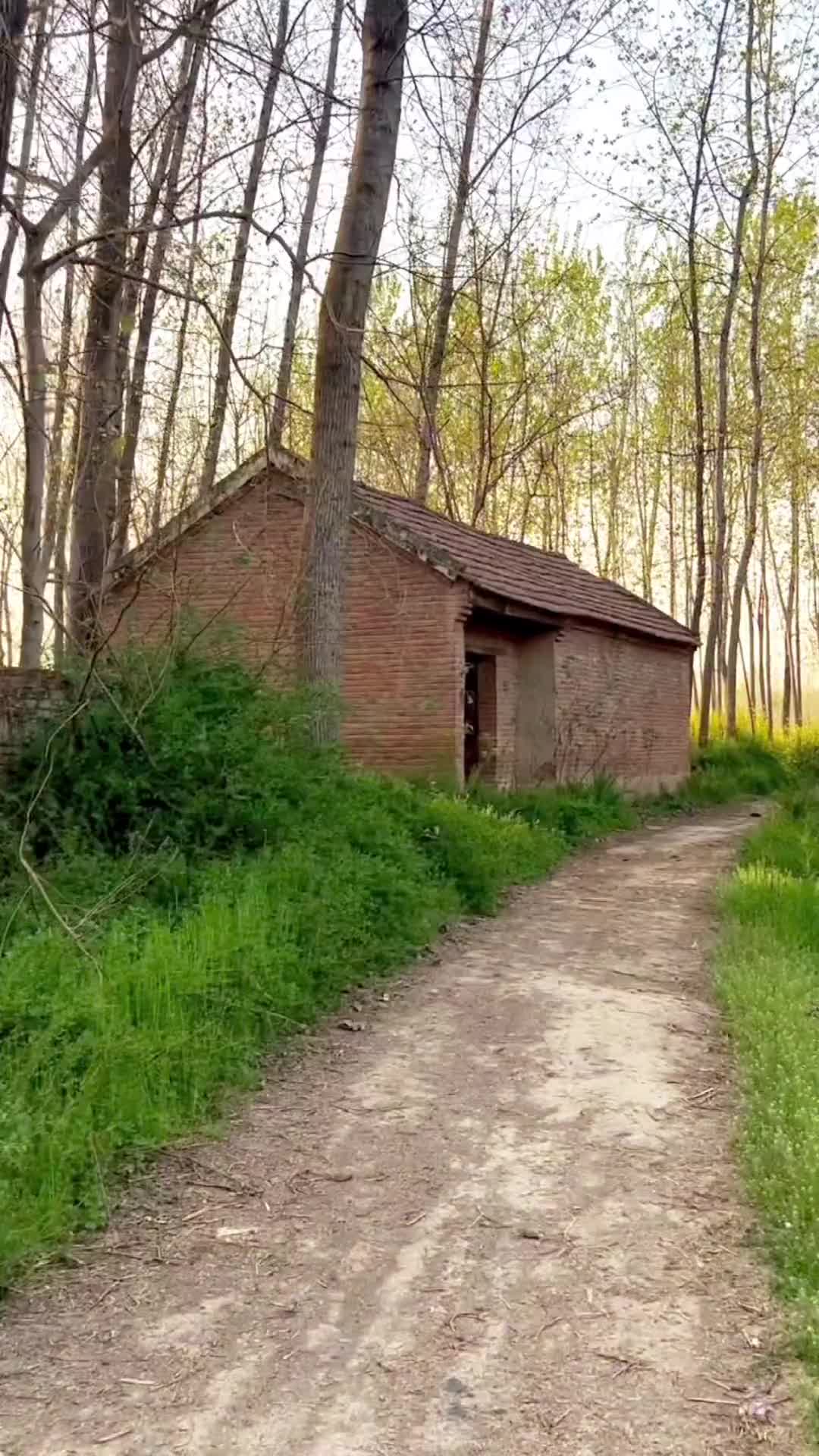 拍了整整一年，才拍下老家一座老屋的春夏秋冬。多少人离开家以后，故乡只有冬，再无春夏秋