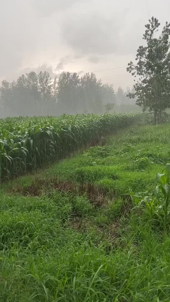 喜欢这种感觉，没有车水马龙，唯有这原生态的雨声和玉米地