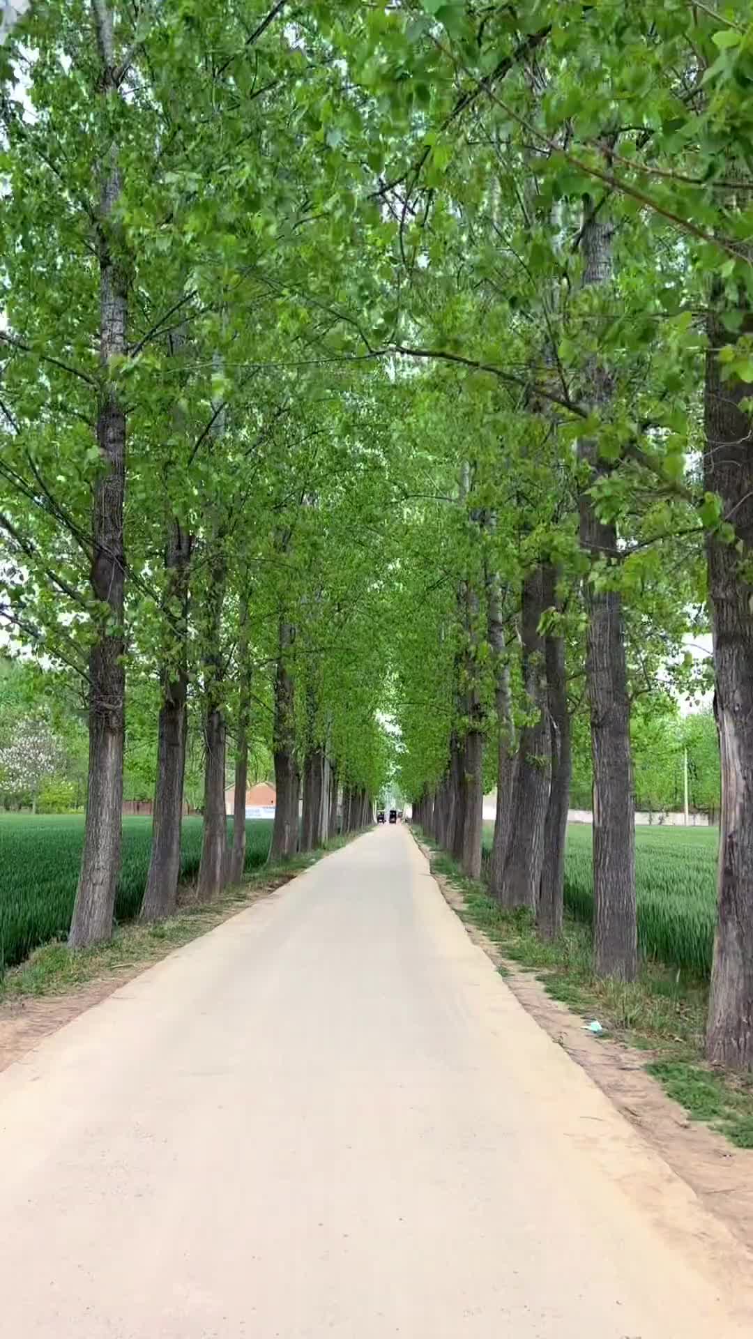 小麦已出穗，杨絮已飘落，如果在外边累了，就回老家看看，没有大城市的繁华，却有童年熟悉的味道