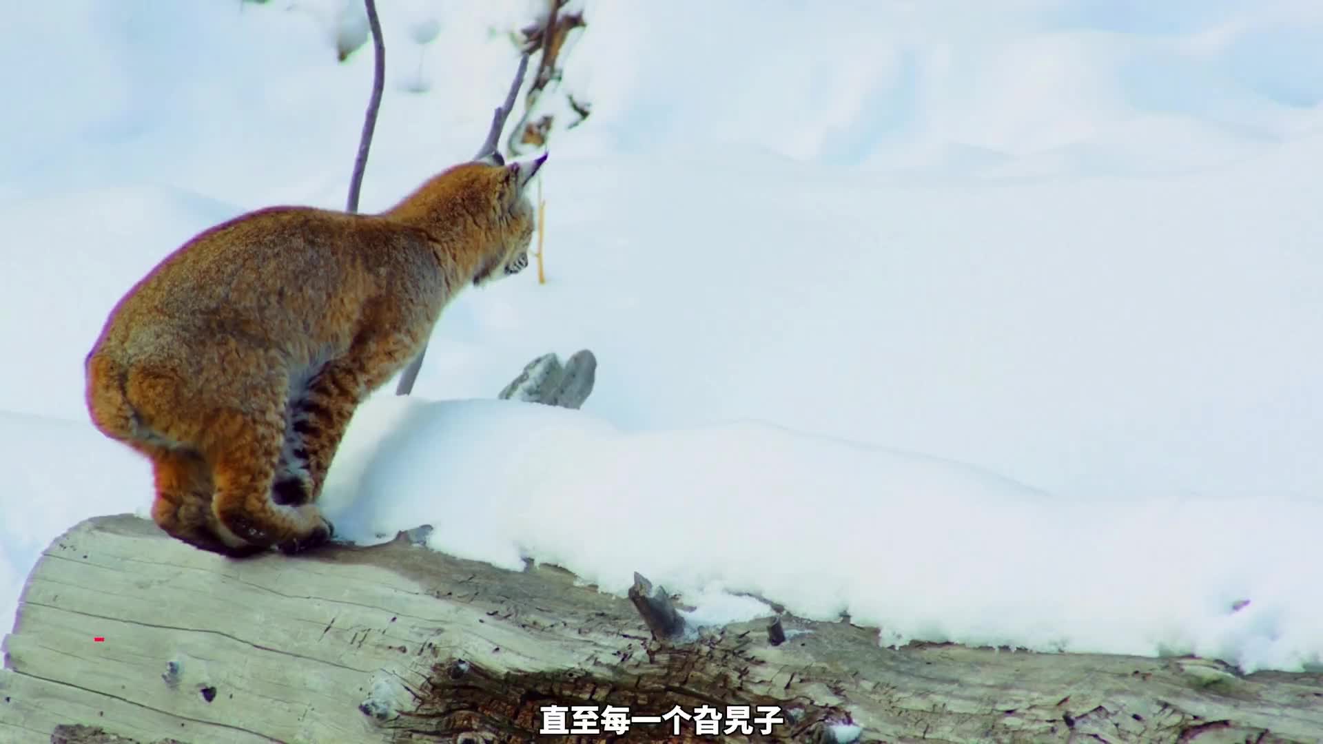  短尾猫的干饭神操作,不服不行啊