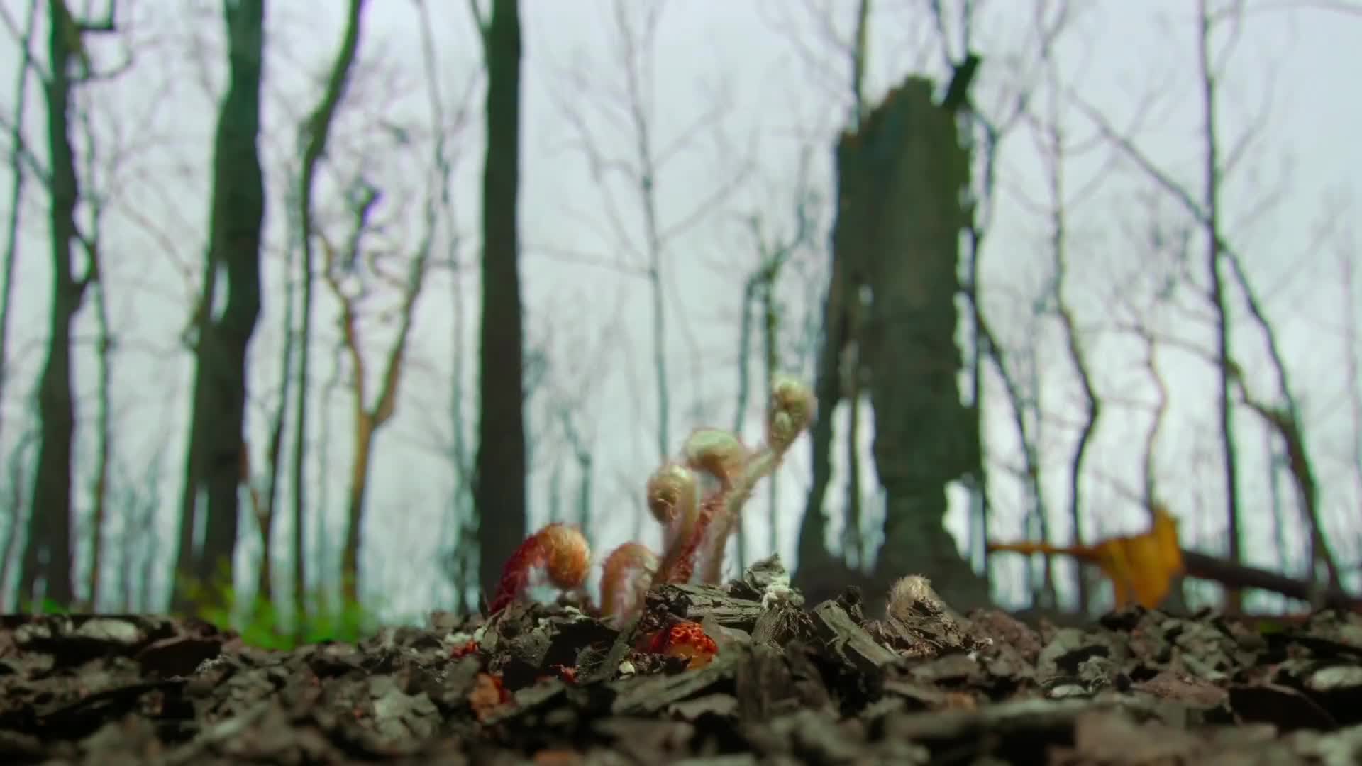 小动物跳蛛求偶舞蹈和渣蜥的喝水黑抖技