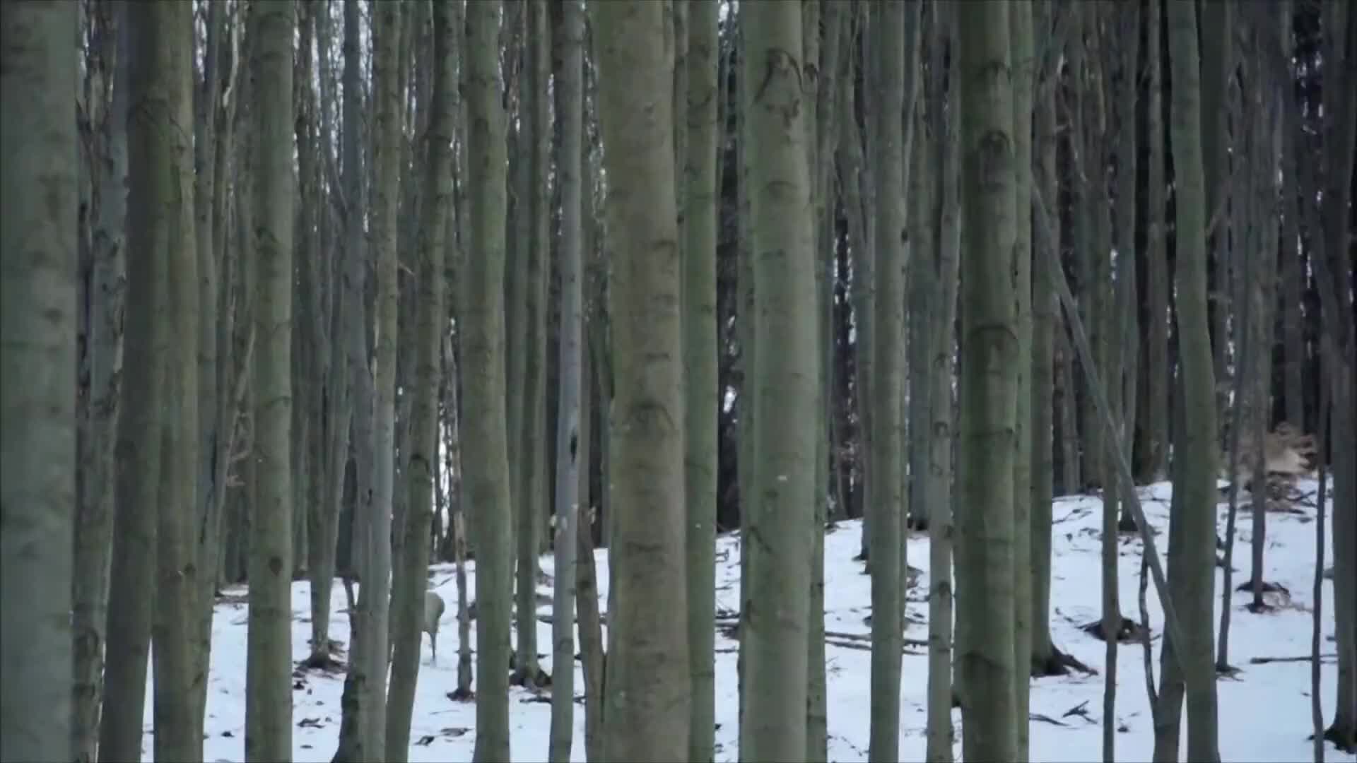 干饭狼的讲究#动物世界 