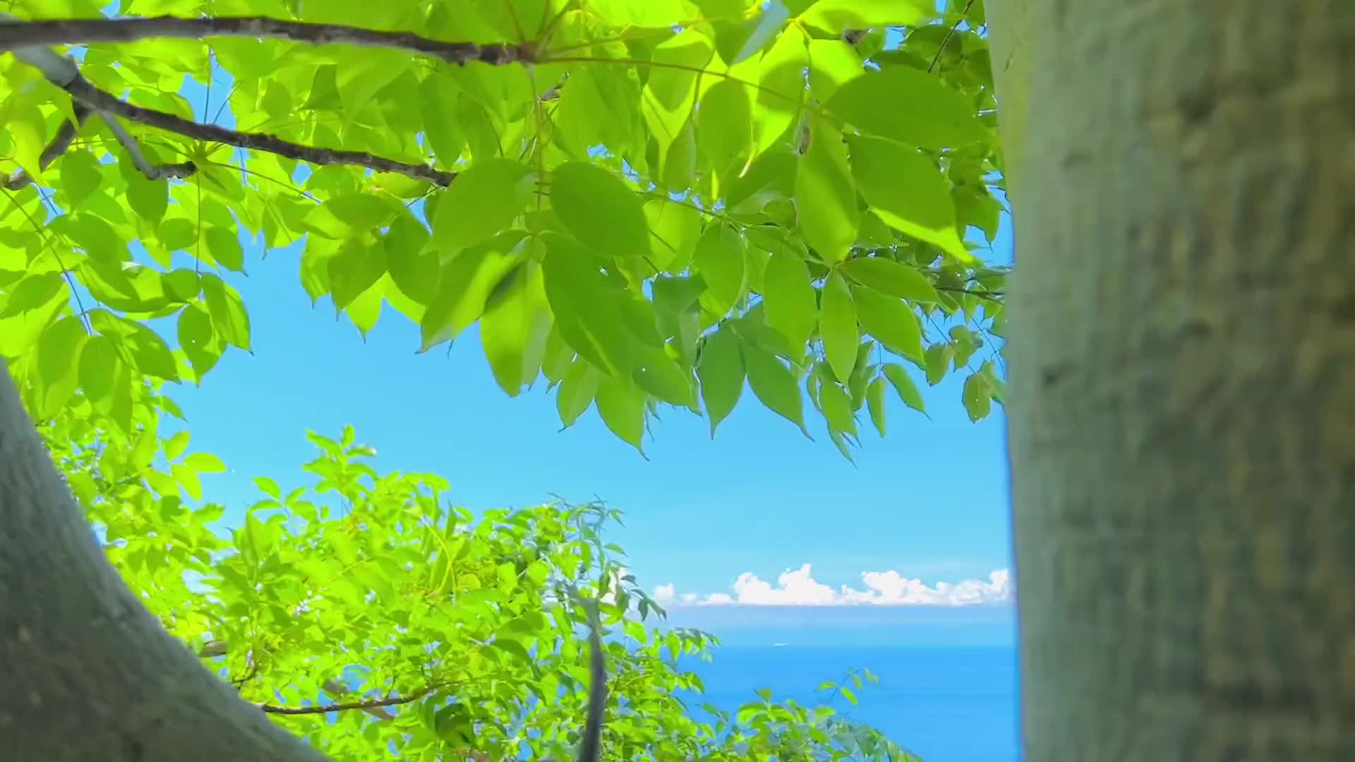 夏天美景