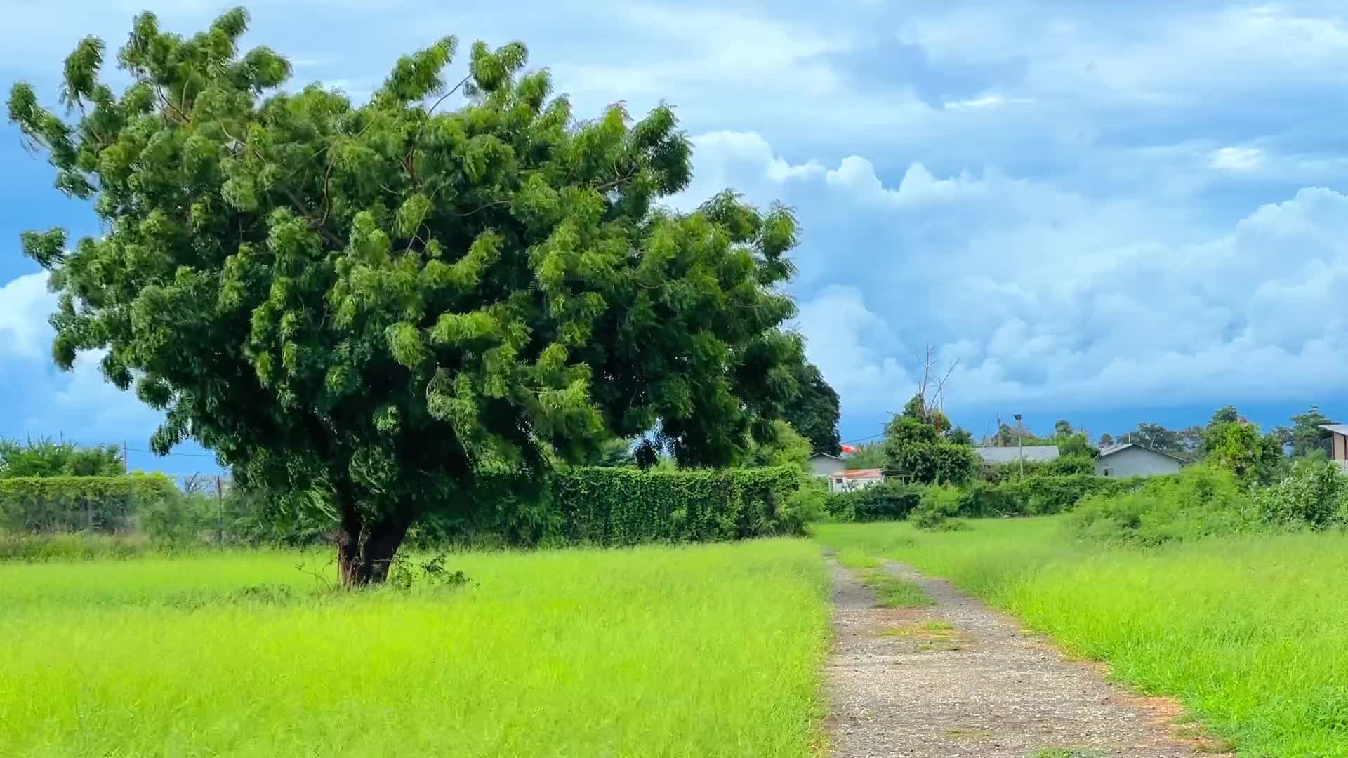  那年夏天…  