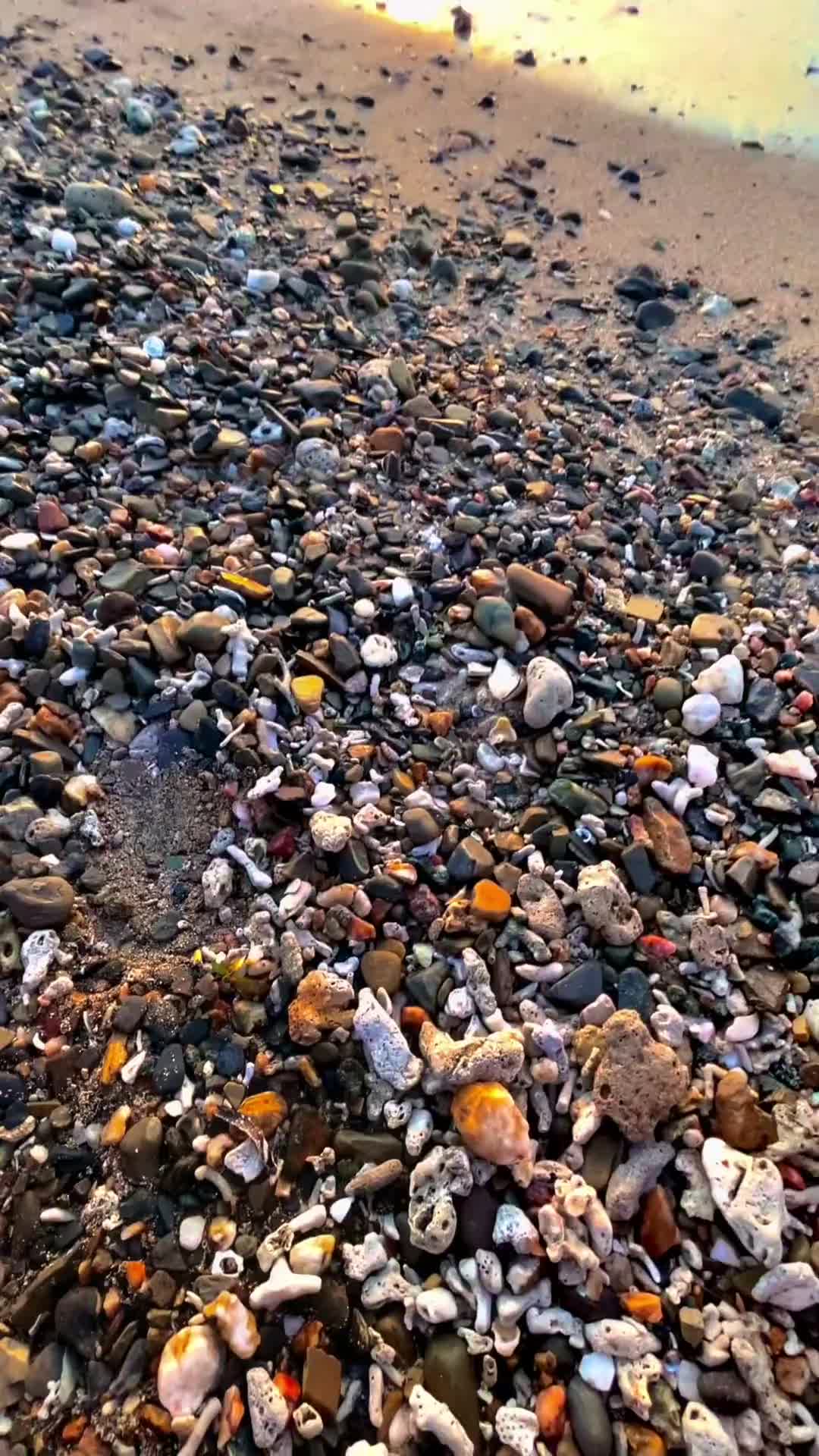 沙滩捡贝壳