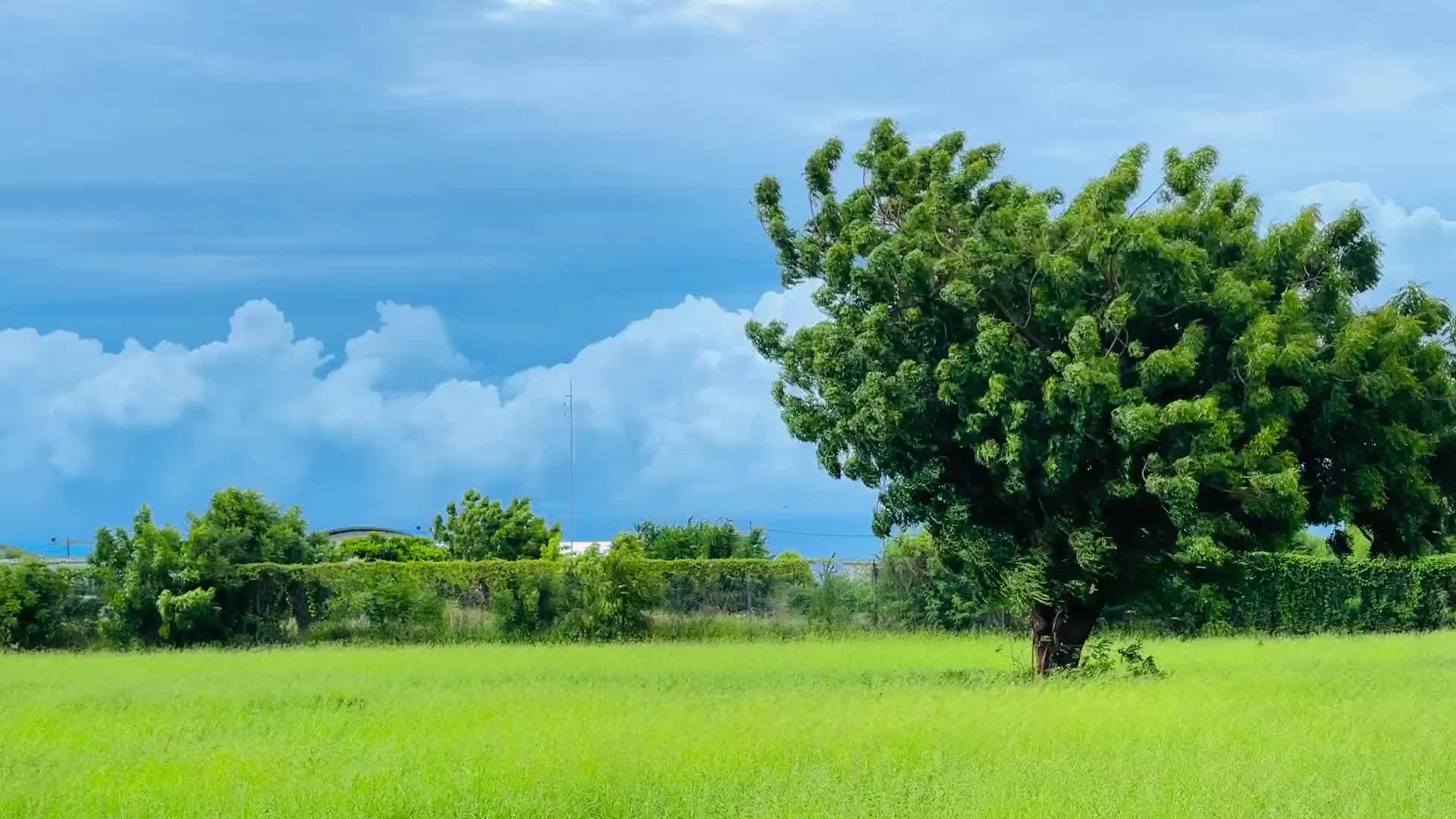  那年夏天…