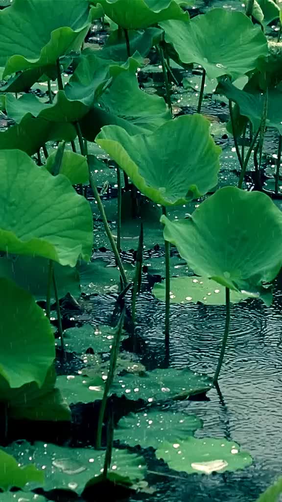 两岸杨花风作雪，一池荷叶雨成珠！多听几遍雨声有助于释压！#荷塘美景 #治愈