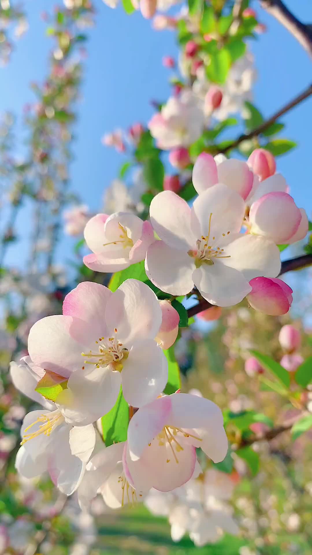 00001 “没有一个季节的风，比春天更让人觉得人间温柔且值得.”