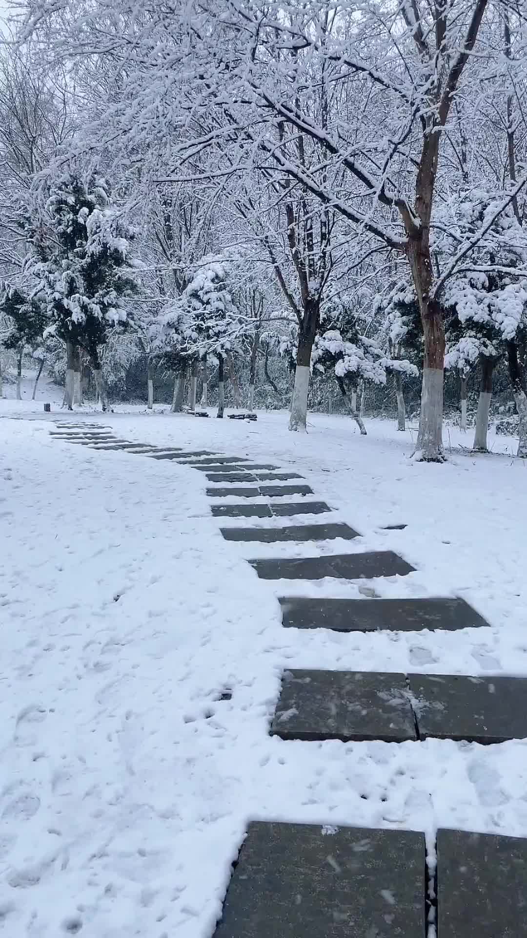 00001 白头并非雪可替，遇见已是上上签。风吹雪散故人离，陌路只当忆往年。 