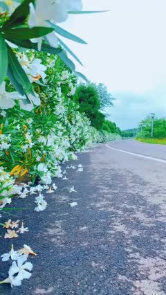 00003 去一座适合居住的城市，有花有风，漫步在马路上，也许转身就能与你不期而遇…