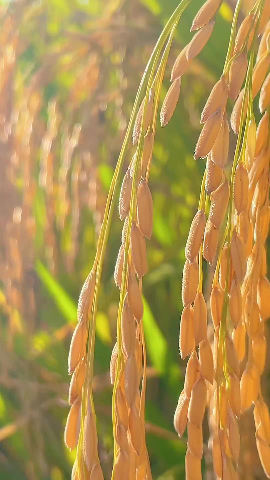 秋风过处，五谷飘香，春耕夏种，秋收冬藏，愿所有的努力，在这个季节都有所收获！