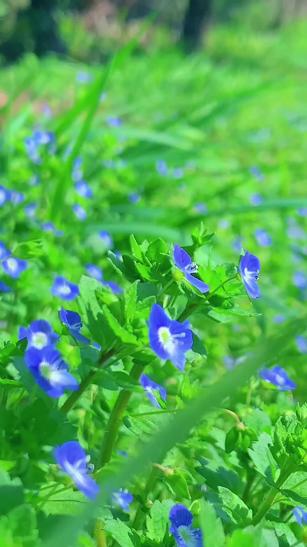 长大后才知道这蓝色小花有个温柔的小名