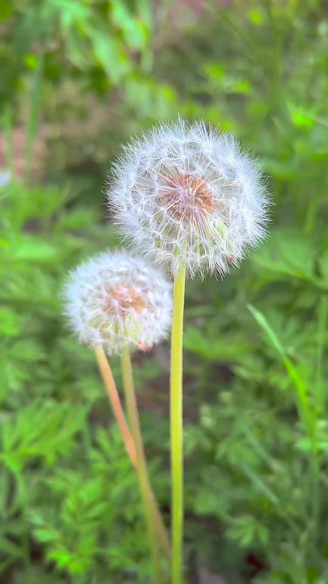  人生就像蒲公英，看似自由，却身不由己