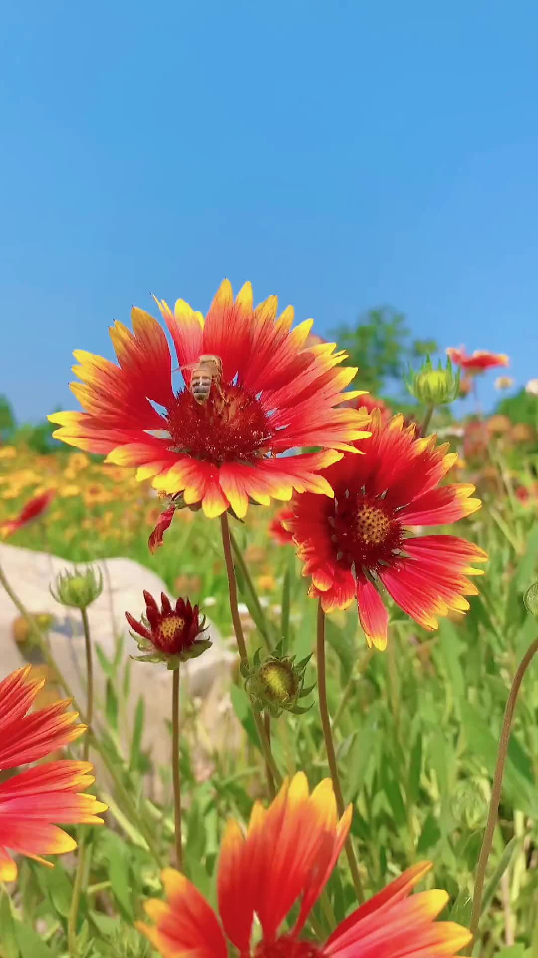 00001 六月，你好！愿夏天的风，能吹走所有的烦恼～愿所有美好都如夏花般绚烂！愿岁月依旧美好如初！