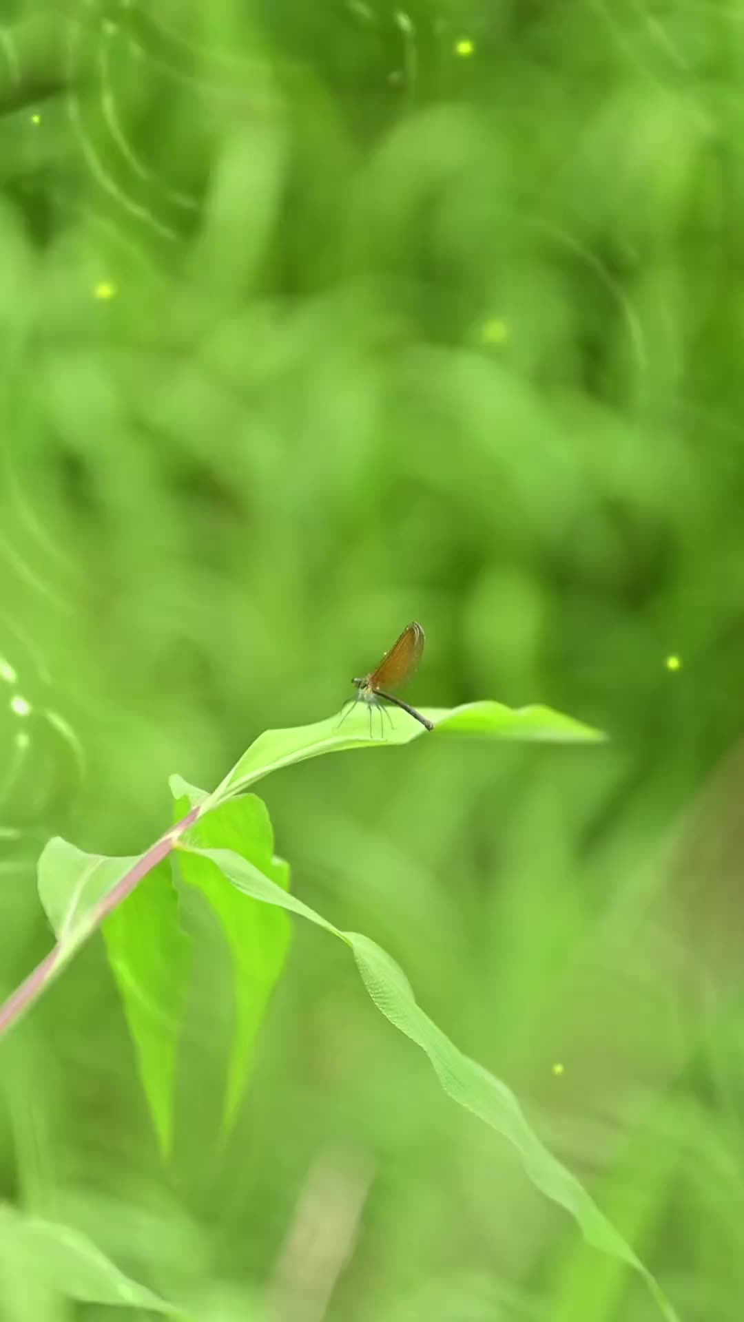 00010 “谷雨过后再无寒  人间芳菲已向暖。时光有约，愿君安然…”