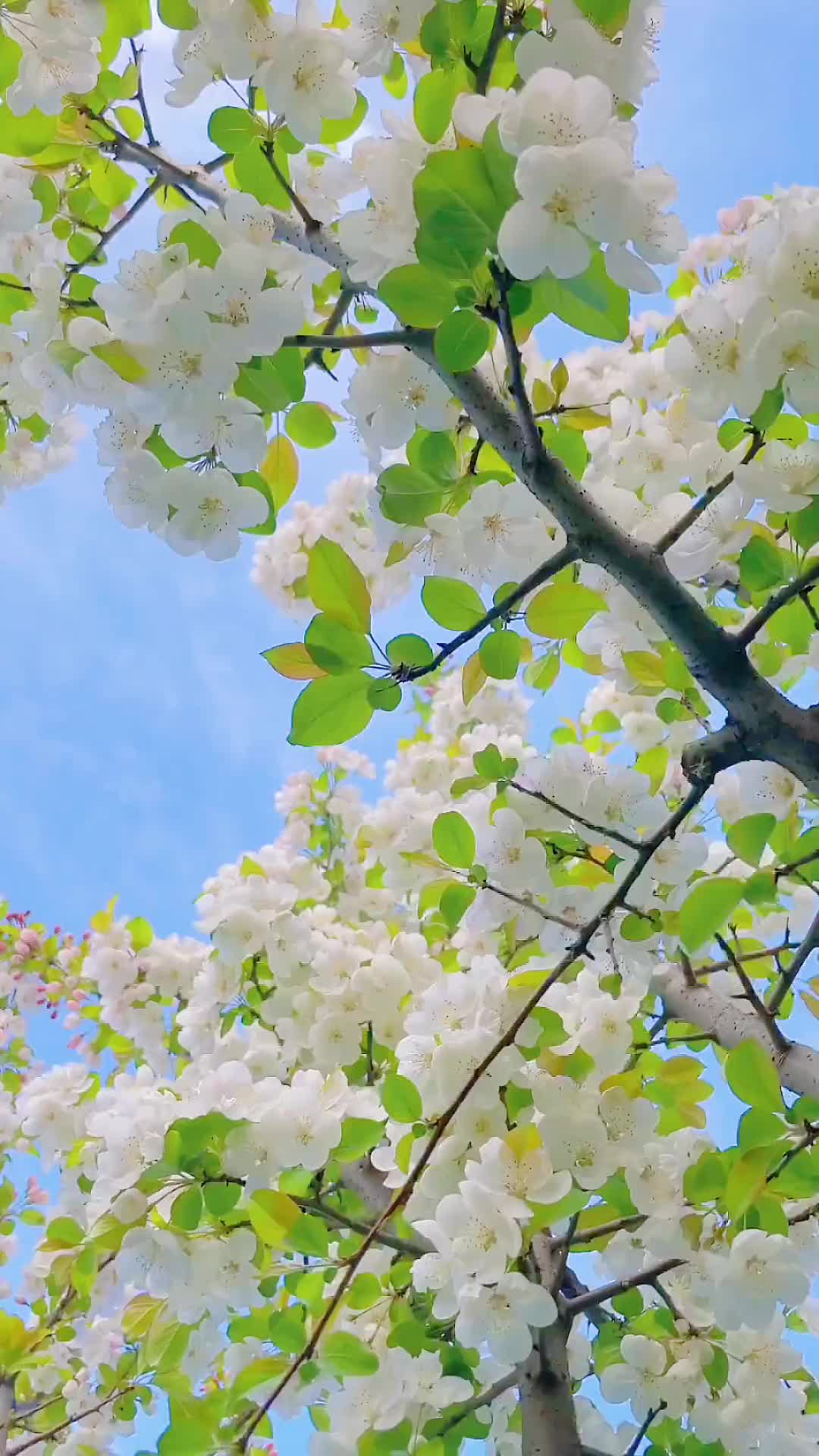 00008 “遇到好看的花 要分享给正在想念的人.”