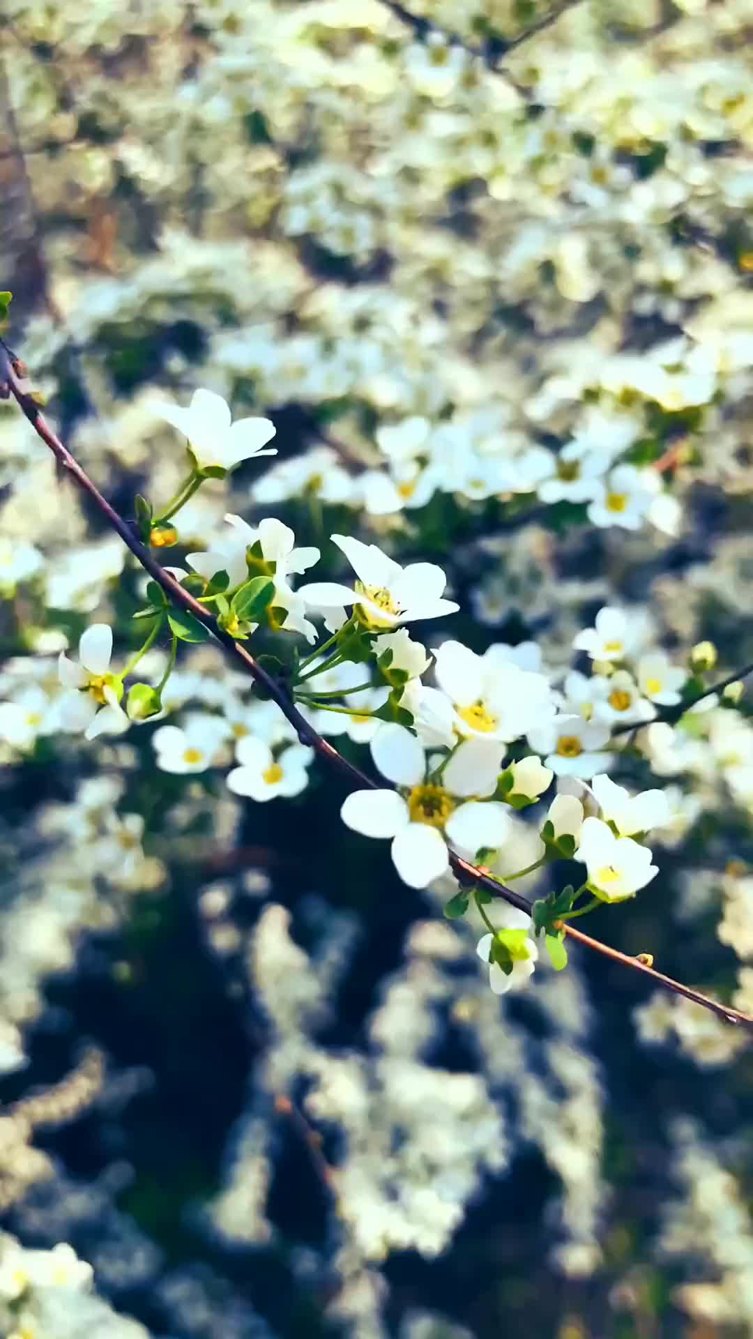 00006 生命是一场漫长而短暂的修行。若不是前世今生的缘分，我们皆是匆忙的赶路人。