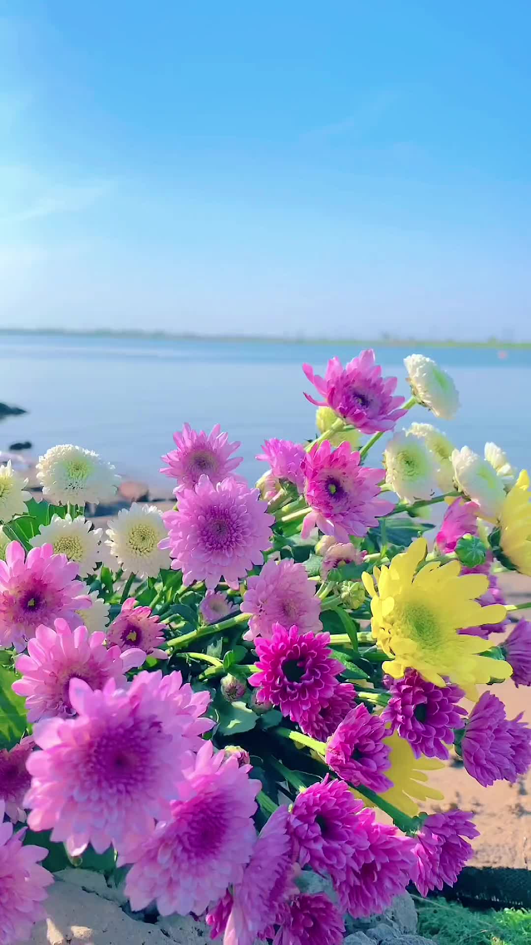 00005 愿春暖花开的四月，天气好，心情好，身体好，疫情消散，你我皆安，万事顺心，