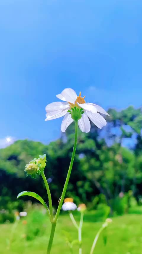 一起赏花吧