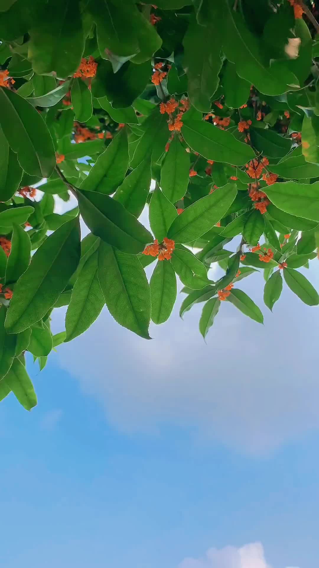 00011 今年没有秋天，迟到的桂花终于来了，一样的桂花，一样的味道