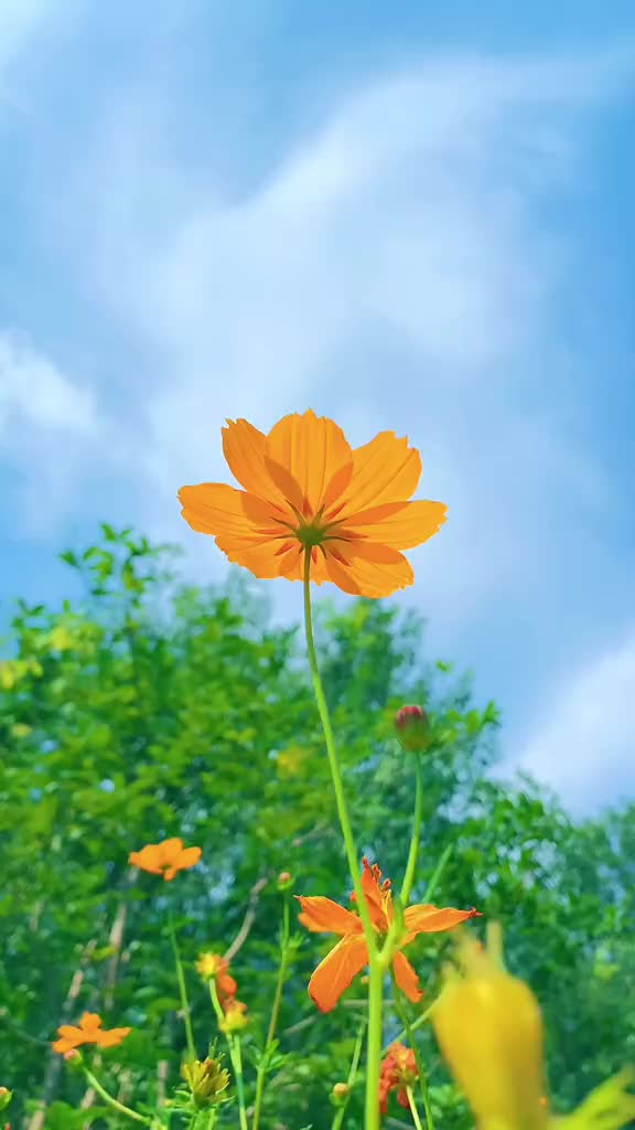 00015 “今天迎来了立夏，希望五月的风，能够吹来夏天的好消息.”