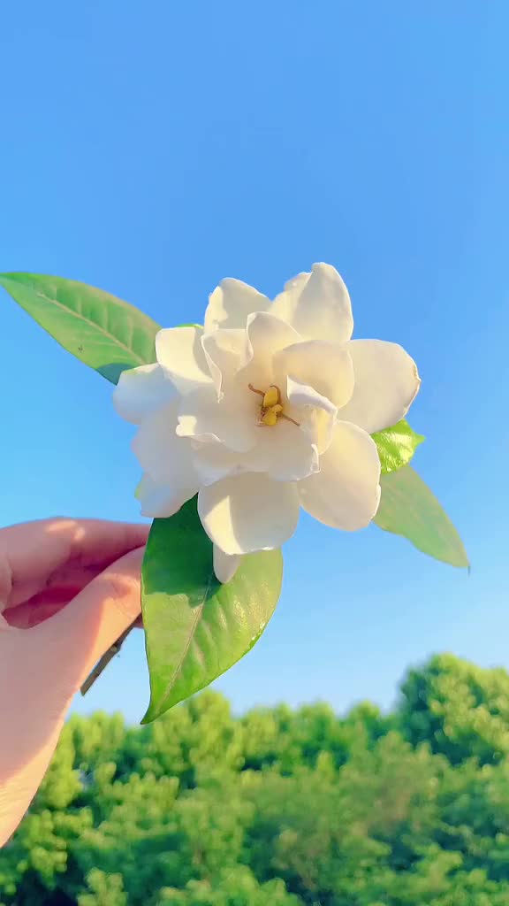 00012 栀子比众木，人间诚未多。 栀子花的花语：喜悦 坚强 永恒的爱 一生的守候。