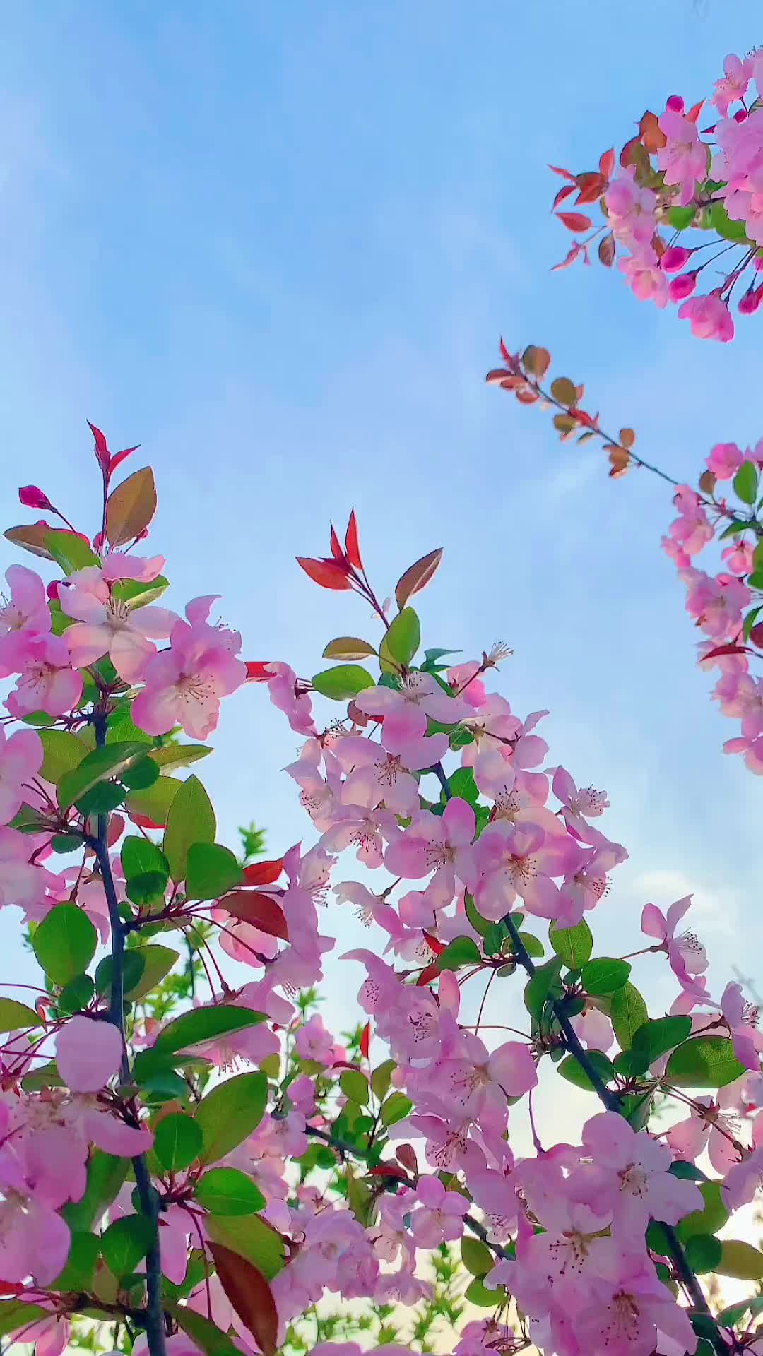 00013 待到春暖花开时 一切重回美好