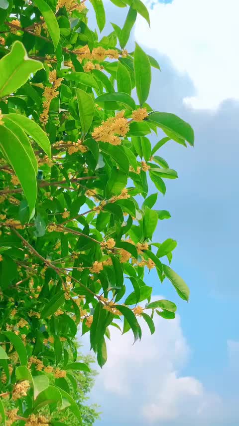 00015 一城风絮，满腹相思都沉默，只有桂花香暗飘过。。。