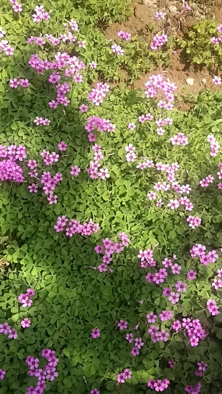 一片小紫花🌸